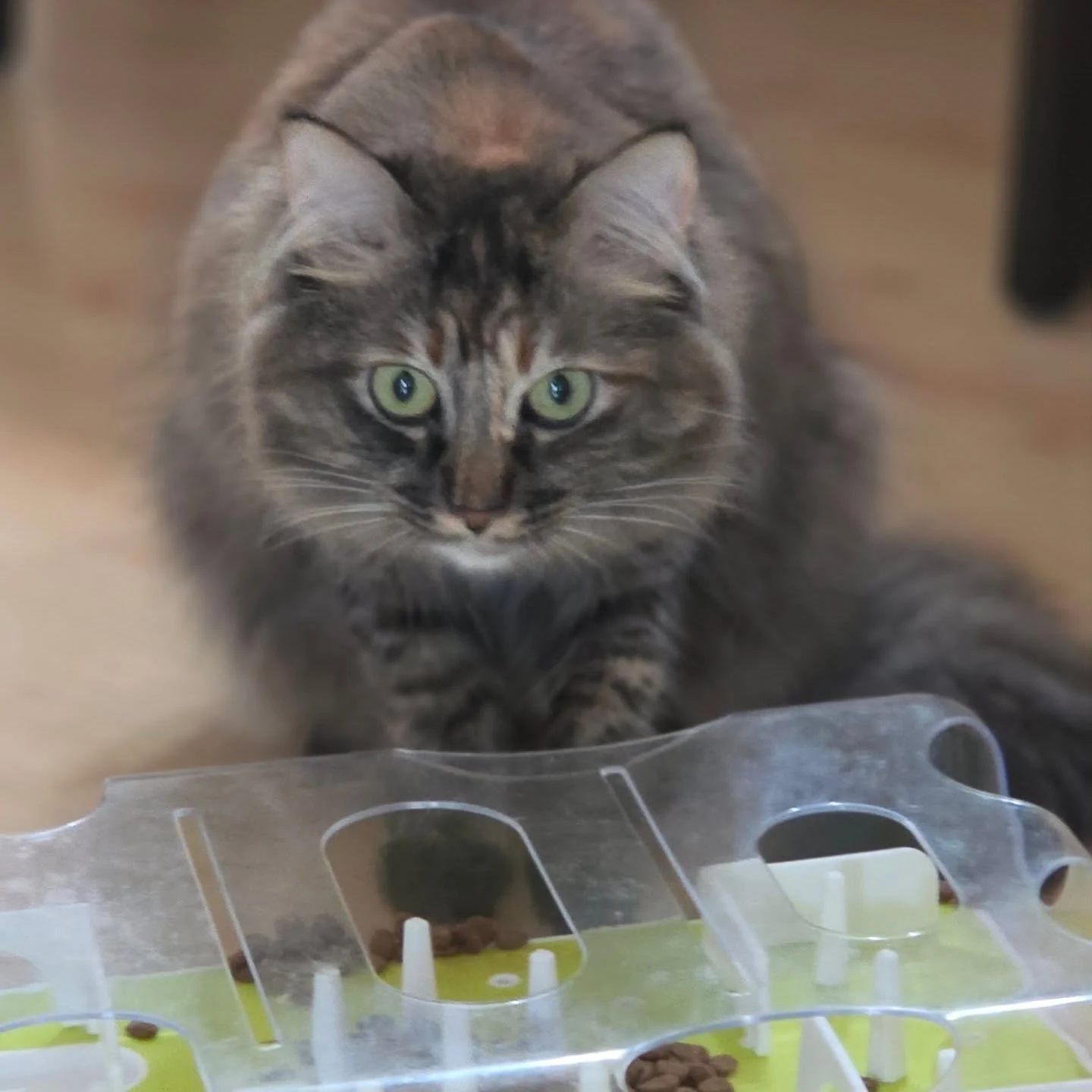 Chutes has asthma, but you'd never know it from her attitude. Every time she gets her inhaler, she purrs through the whole thing like she's just happy to be here. And when it's over? Puzzle time. She's earned it. This girl is pure joy in a tiny fur s