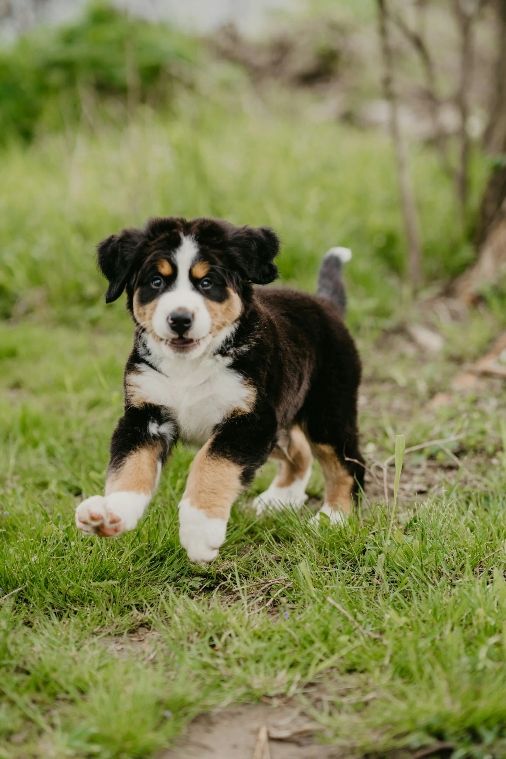 A playful black, white, and tan puppy running through a grassy outdoor area.