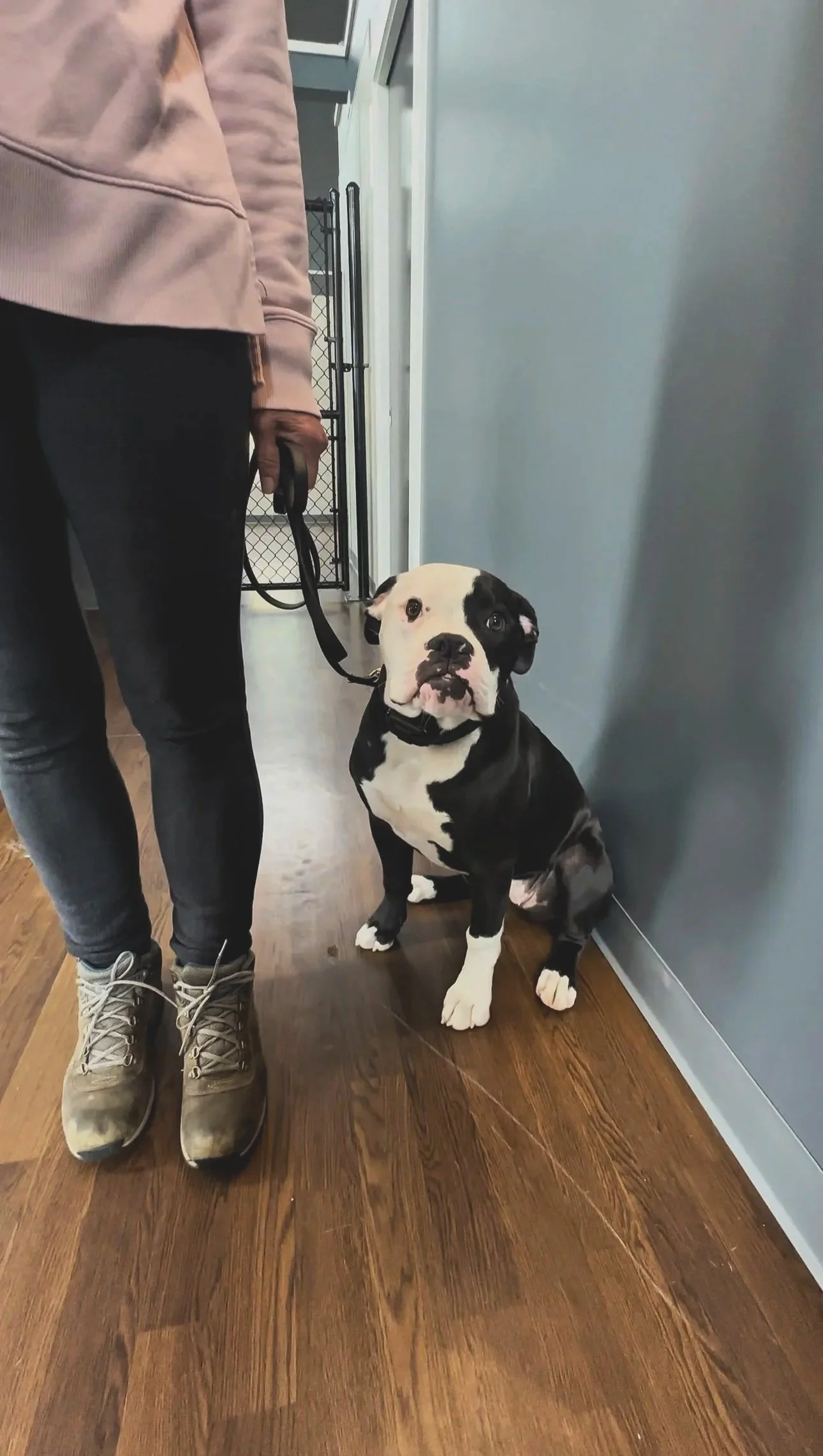 A black and white bulldog sitting on a wooden floor next to a gray wall, on a leash held by a person wearing dark pants, boots, and a pink jacket.