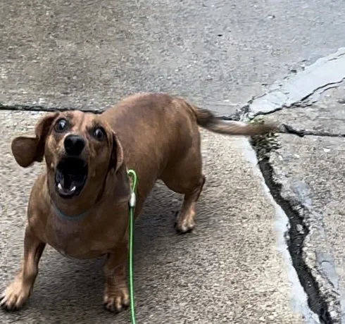 A brown dachshund looking up with a surprised or excited expression, standing on a concrete sidewalk.