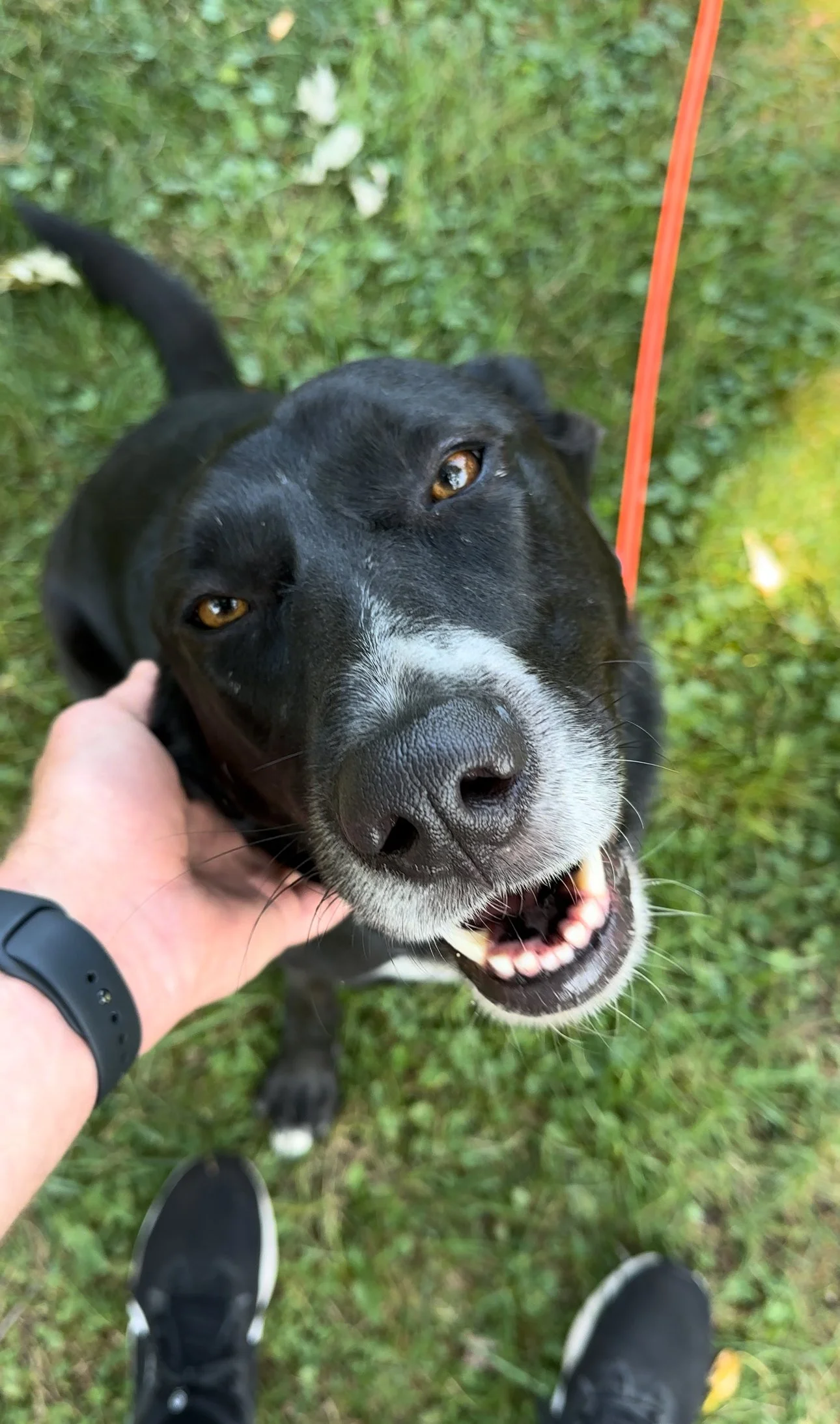 Close-up of a happy black and white dog, with a person petting its head, standing on grass with a red leash attached.