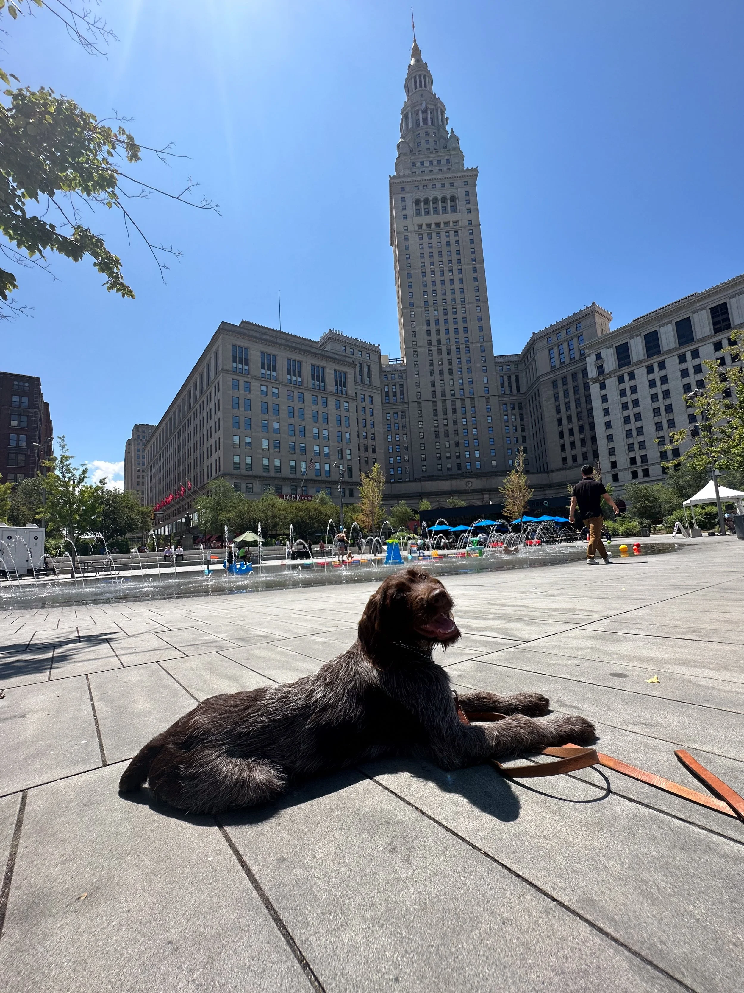 A brown dog lying on a paved plaza in front of a fountain, with a tall building and a blue sky in the background.