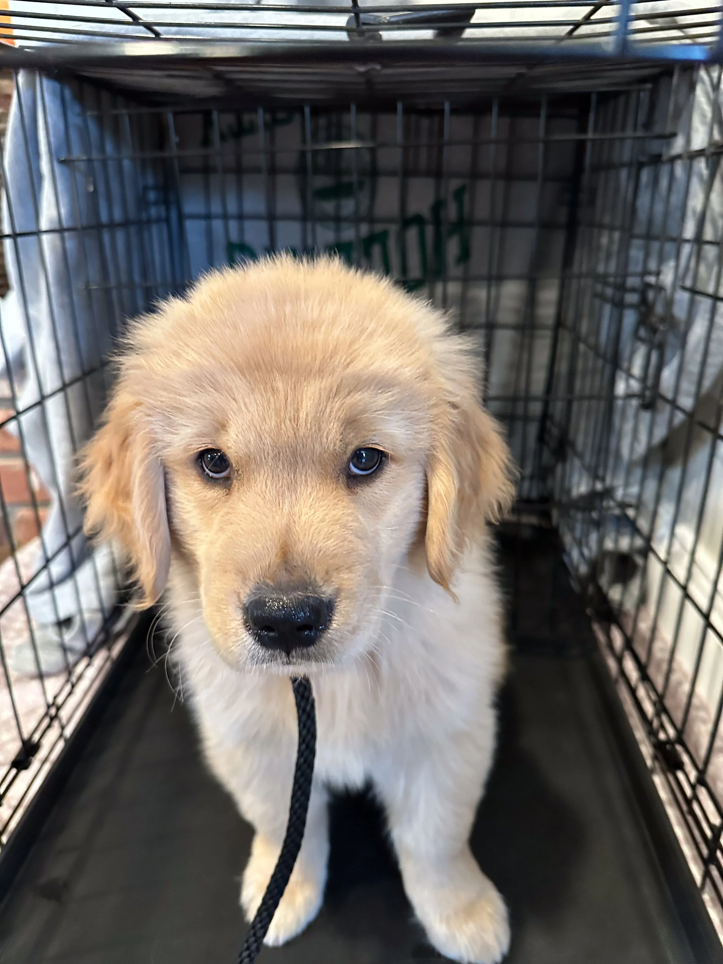 A golden retriever puppy inside a metal crate, looking at the camera with a black leash attached.