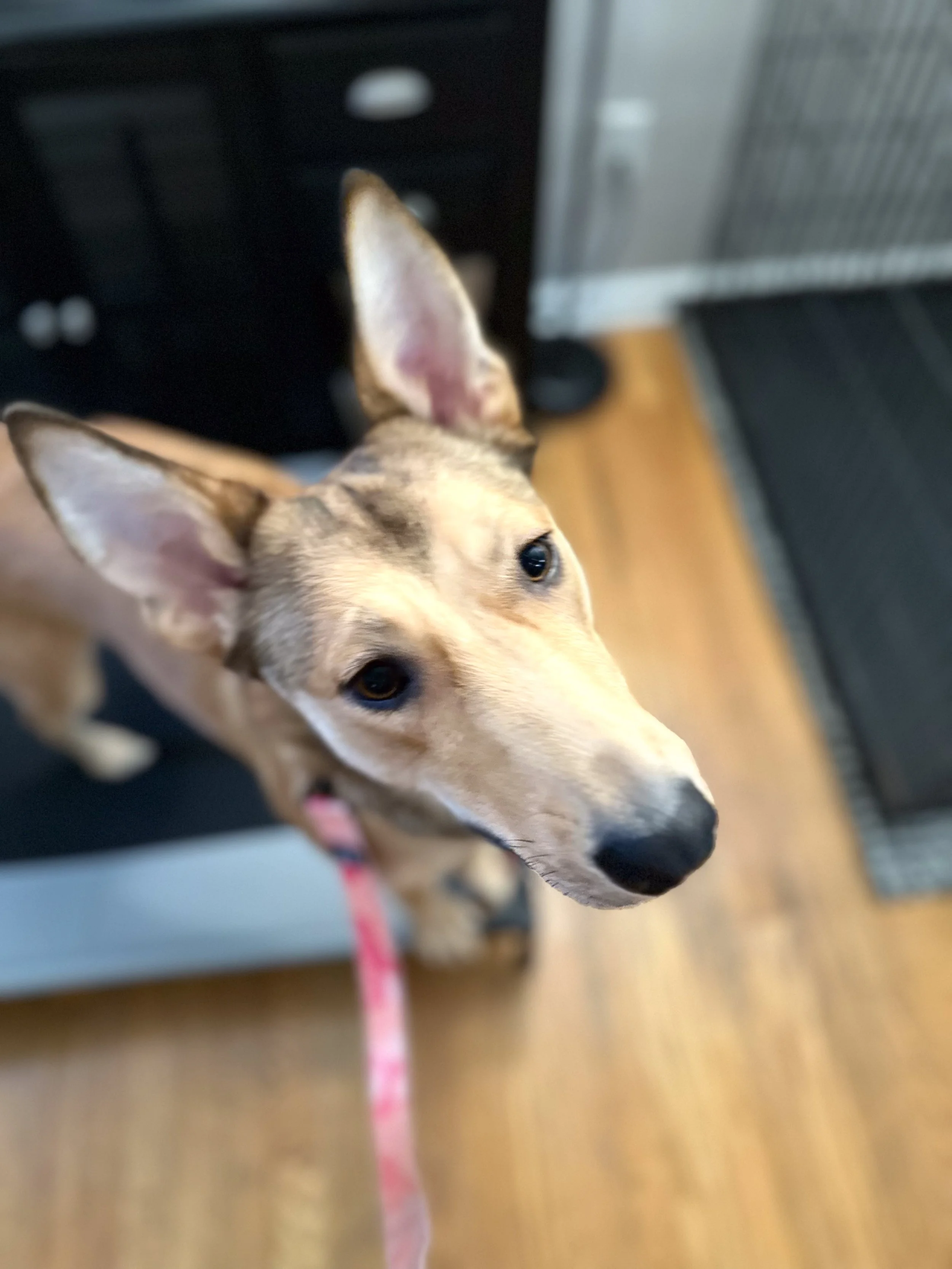 A tan and black dog with large ears looking up at the camera, wearing a pink collar, indoors on a wooden floor.