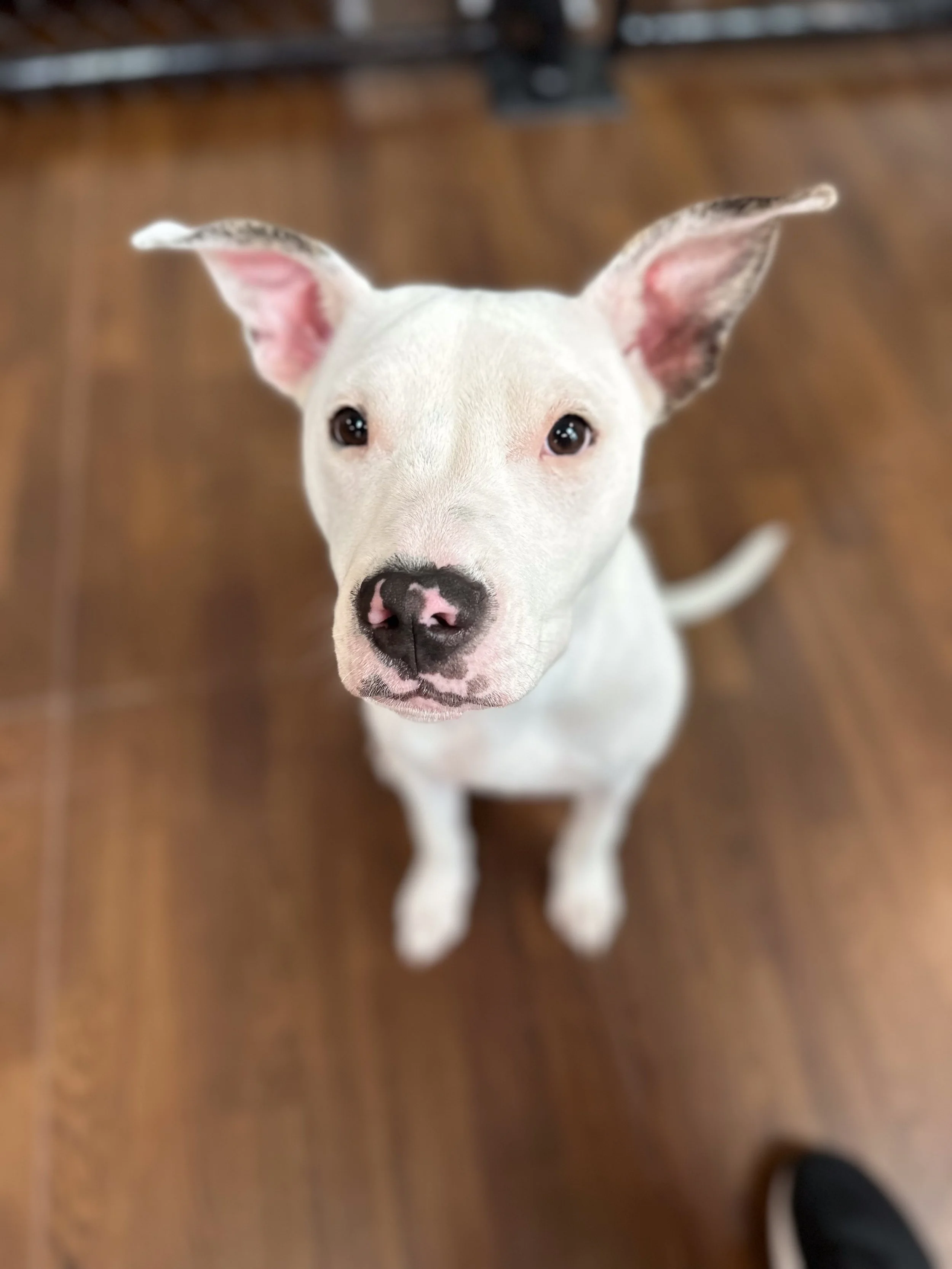 An attentive white dog with one black and pink nose, sitting on a wooden floor, looking up at the camera.