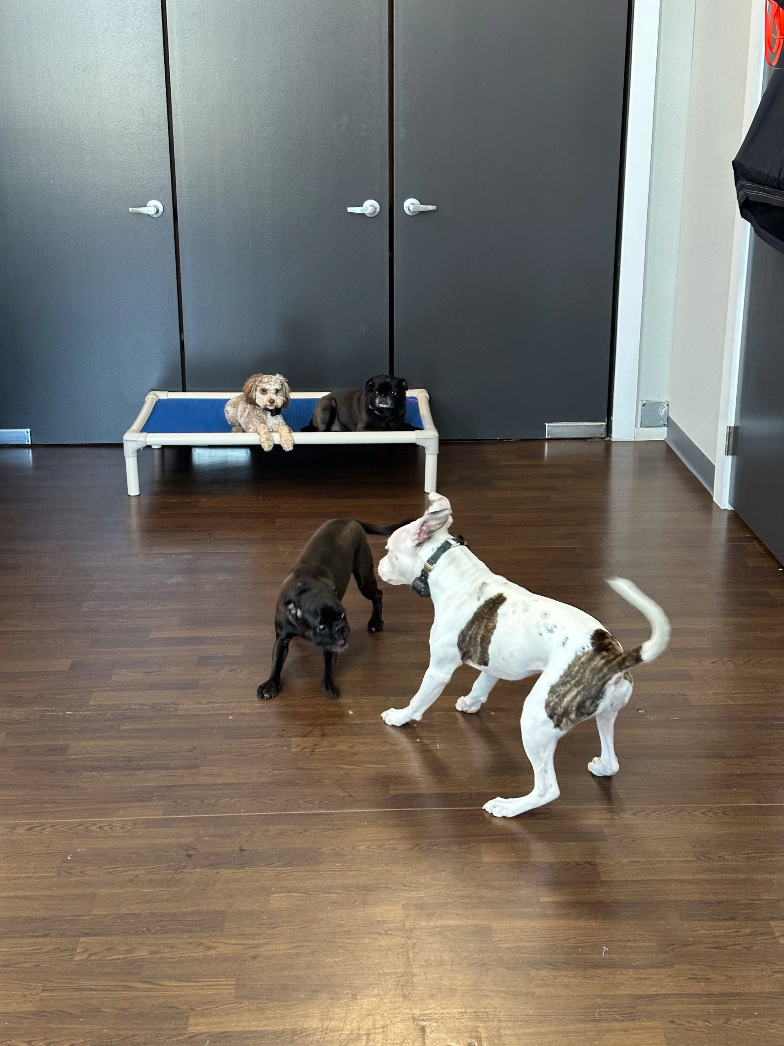 Four puppies, two black and two with a tan and white coat, play on a wooden floor near a blue elevated dog bed. Two puppies are in the bed, while the other two are on the floor, one with its head thrown back and the other looking up.