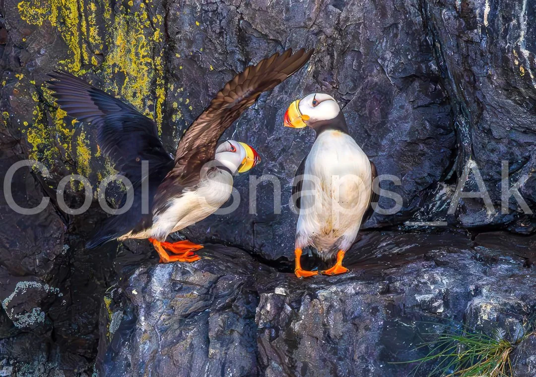 Horned Puffin Pair