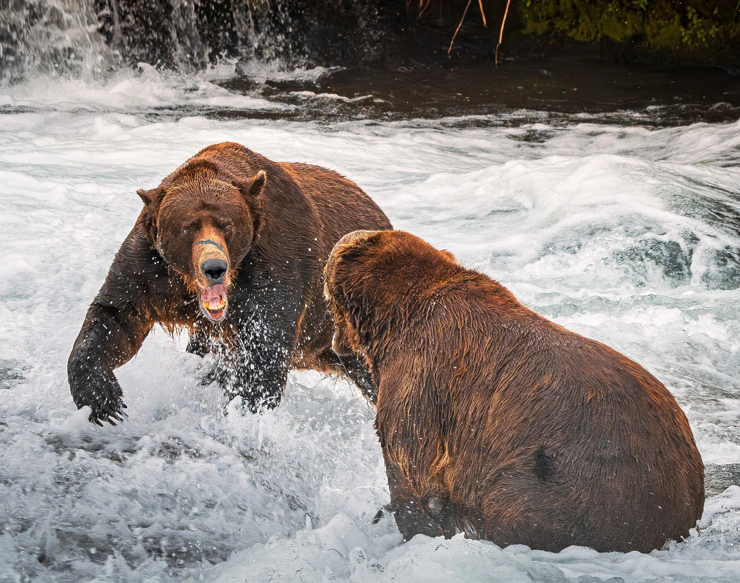 Two brown bears playing in a river with splashing water and rocks in the background.