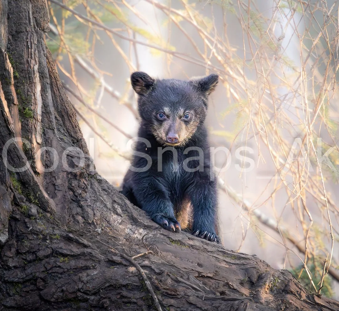 Bear Cub Portrait