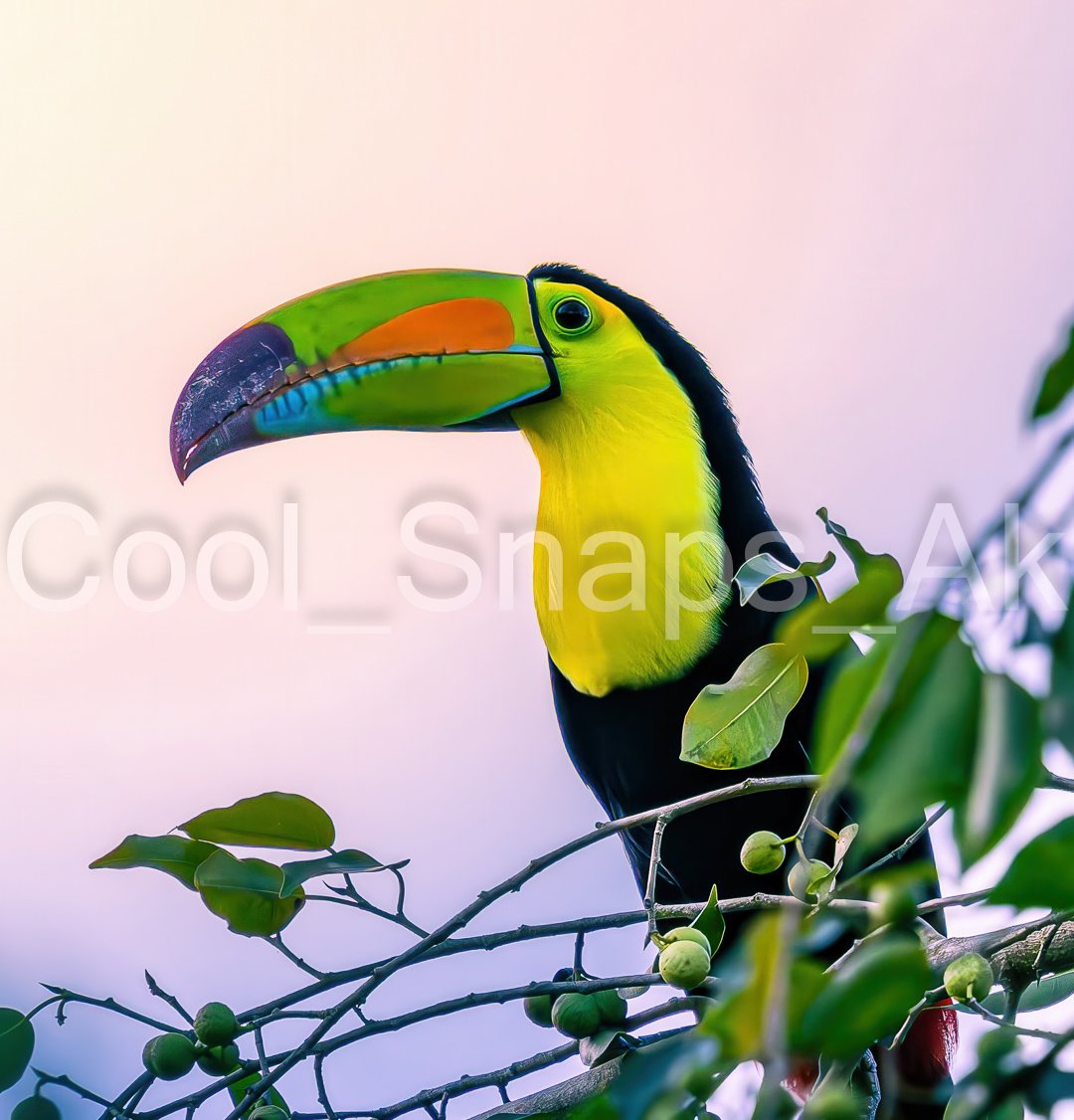 Colorful Toucan