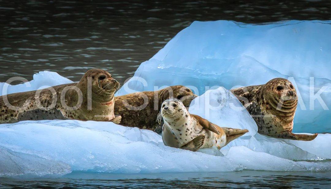 Harbor Seals on Iceberg