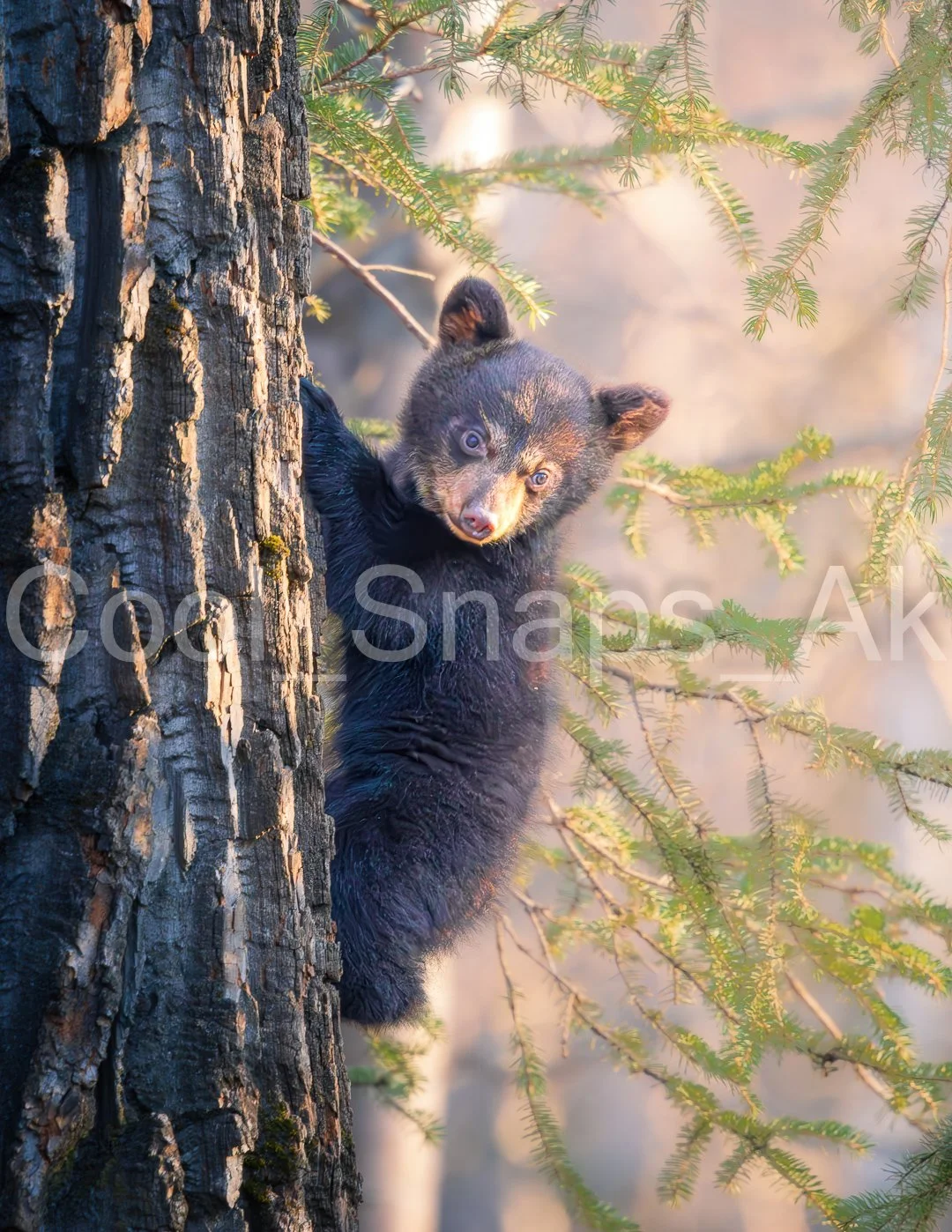 Bear Cub in Tree