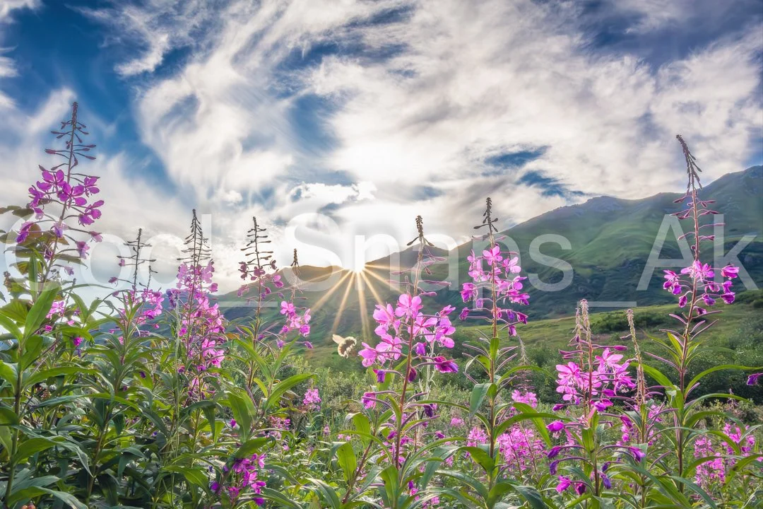Fireweed Blossom