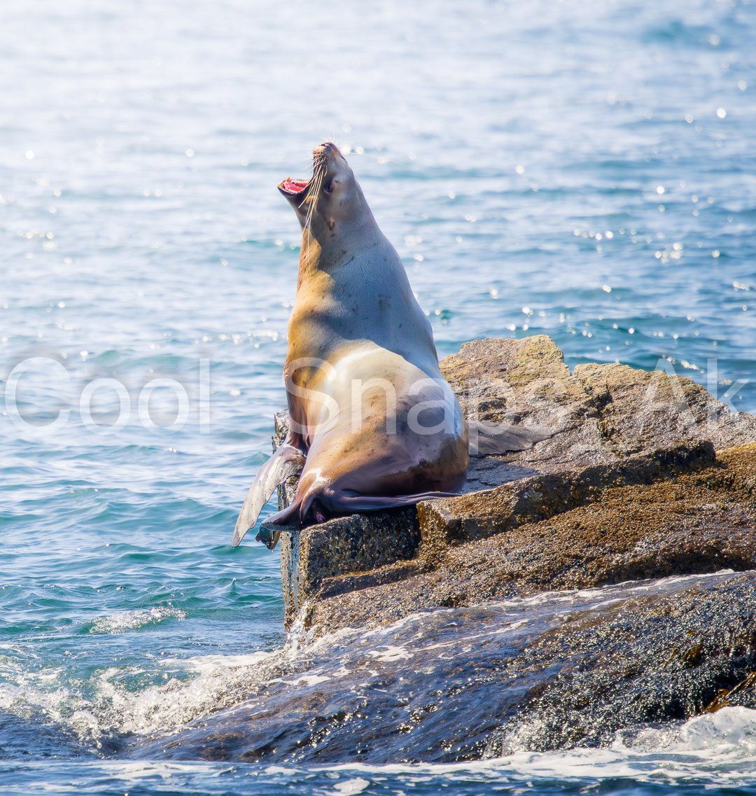 King of the Sea Lion