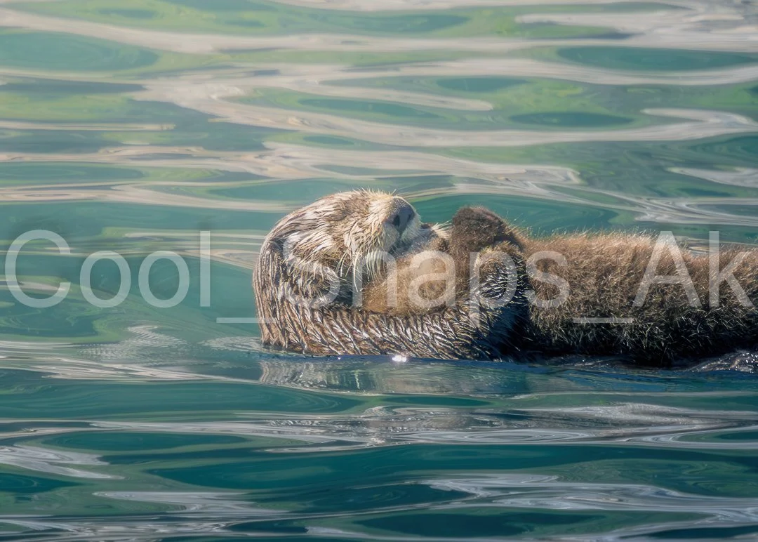 Mama and Baby Sea Otter