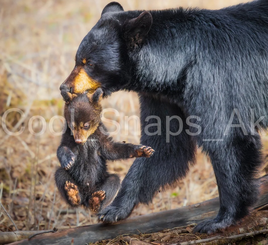 Bear Cub Carry