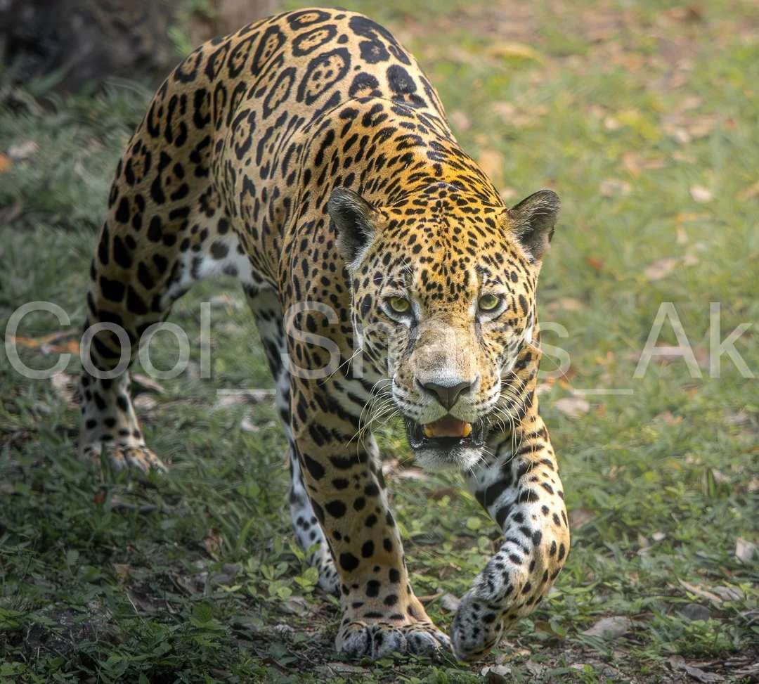 Leopard on the Hunt