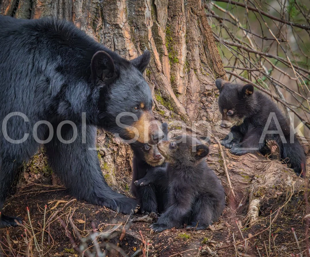 Black Bear Family