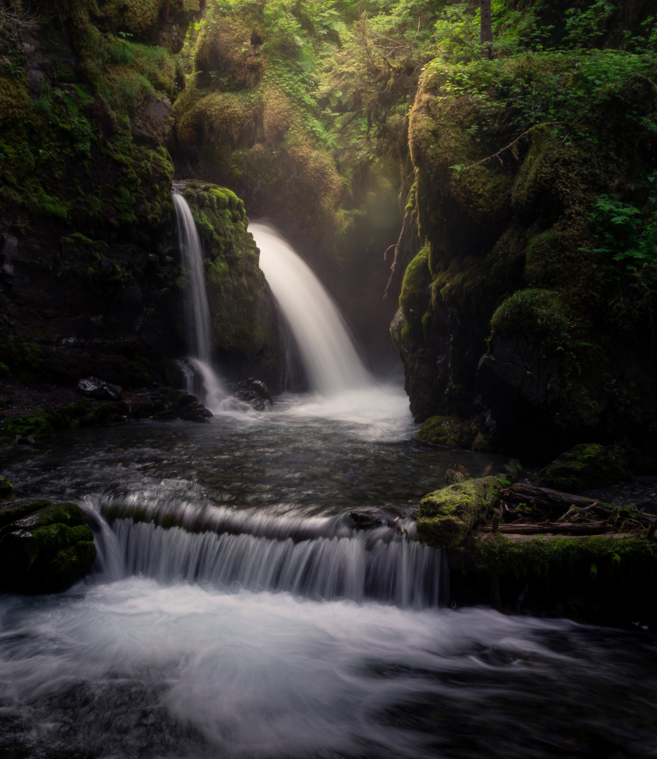 A serene forest scene with a small waterfall flowing into a stream surrounded by moss-covered rocks and lush green foliage.