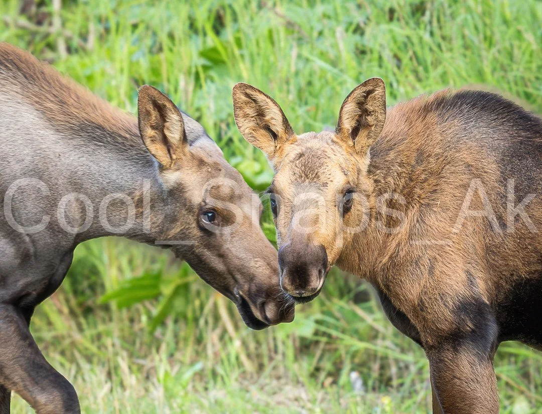 Baby Moose