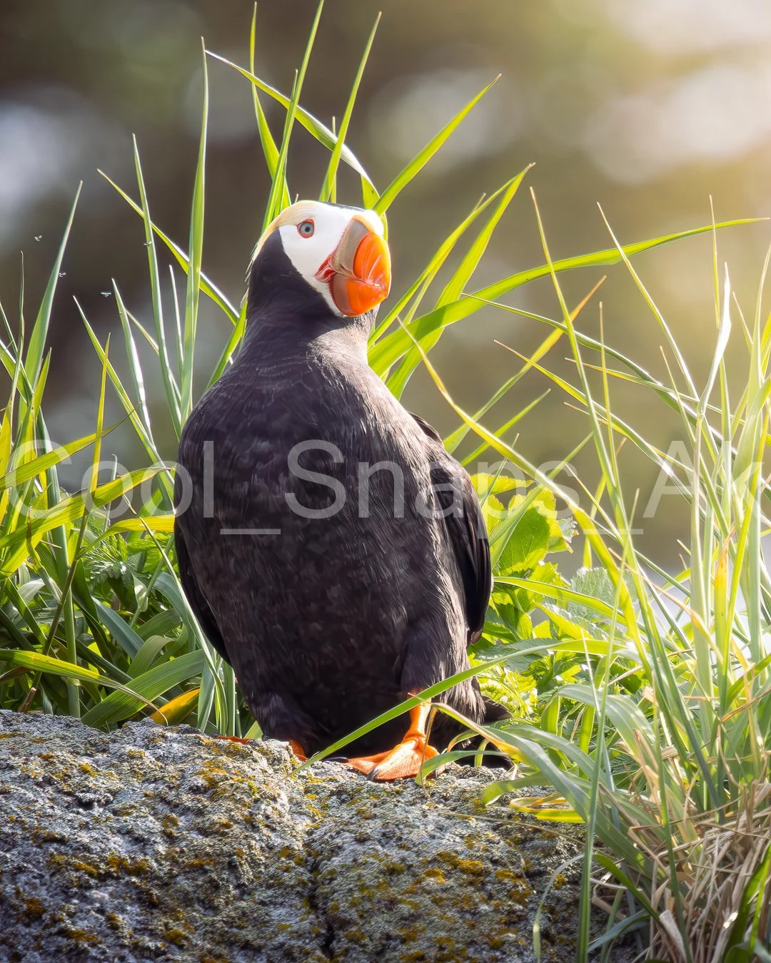 Tufted Puffin