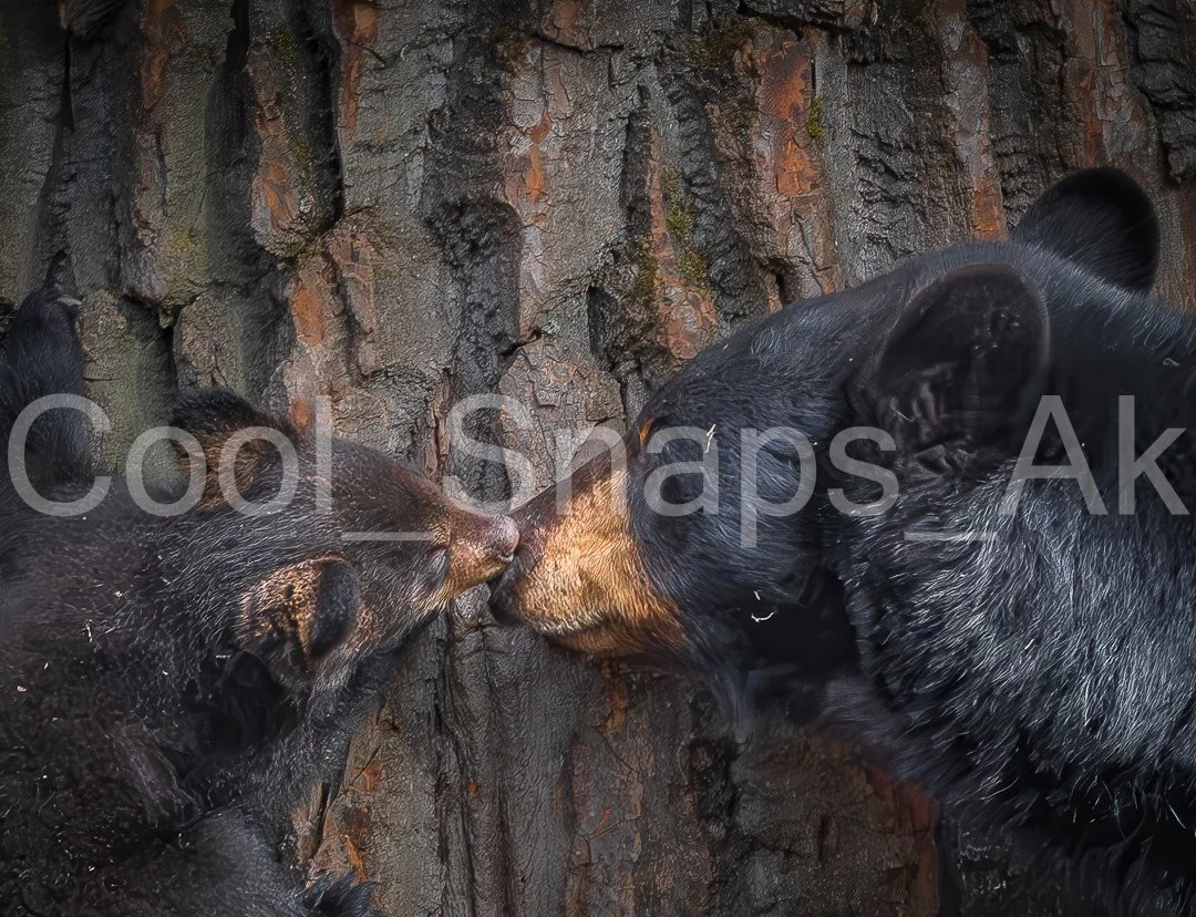 Mama Bear and Cub Kiss