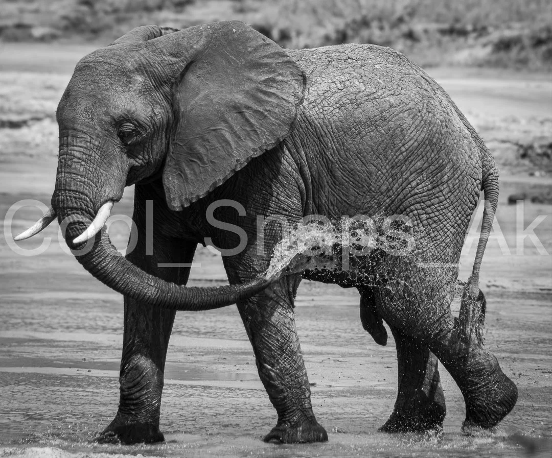 Elephant at Waterhole