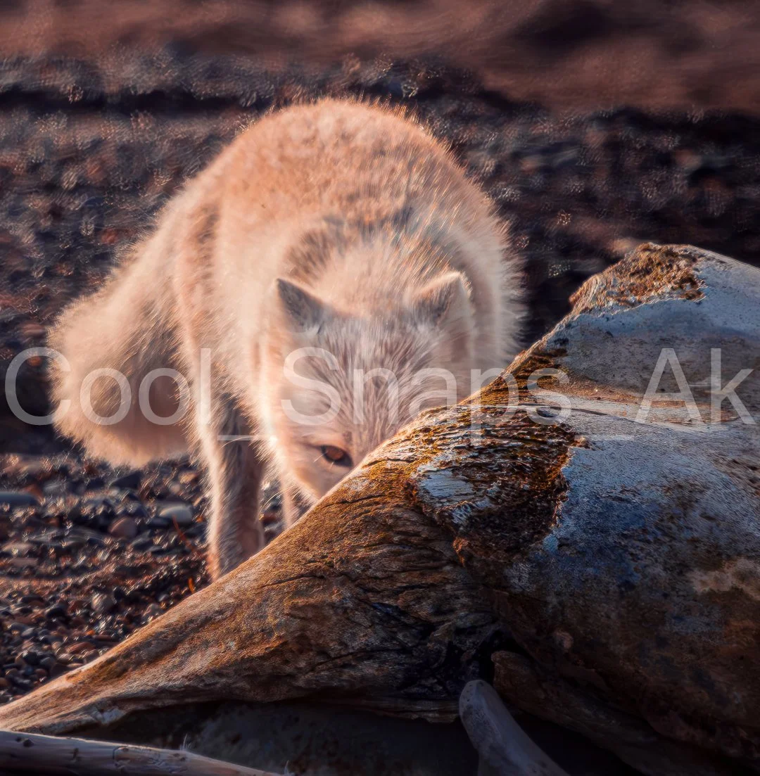 Shy Arctic Fox