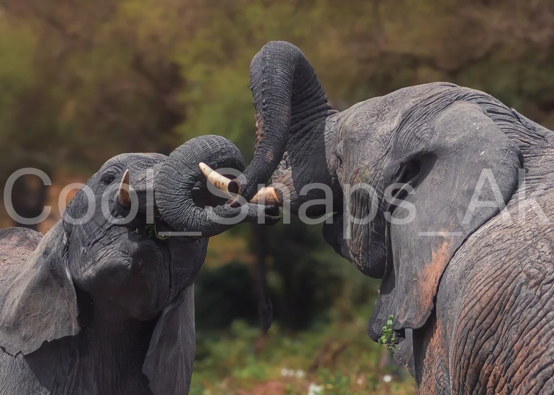 Elephant Kisses