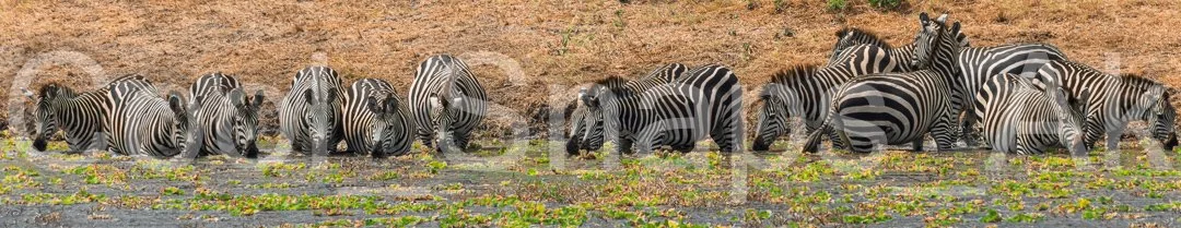 Zebras at Waterhole