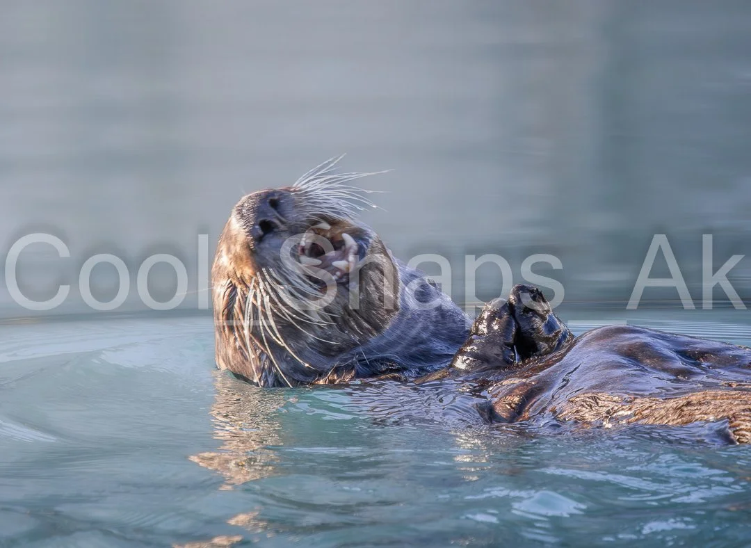 Laughing Sea Otter