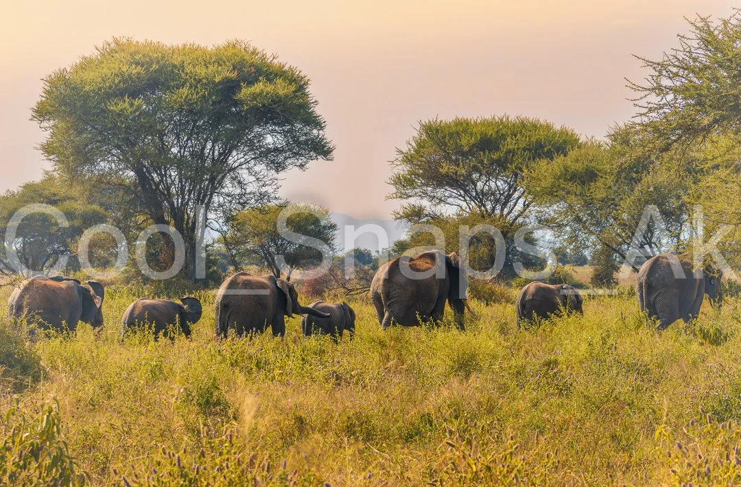 Elephant Congo March