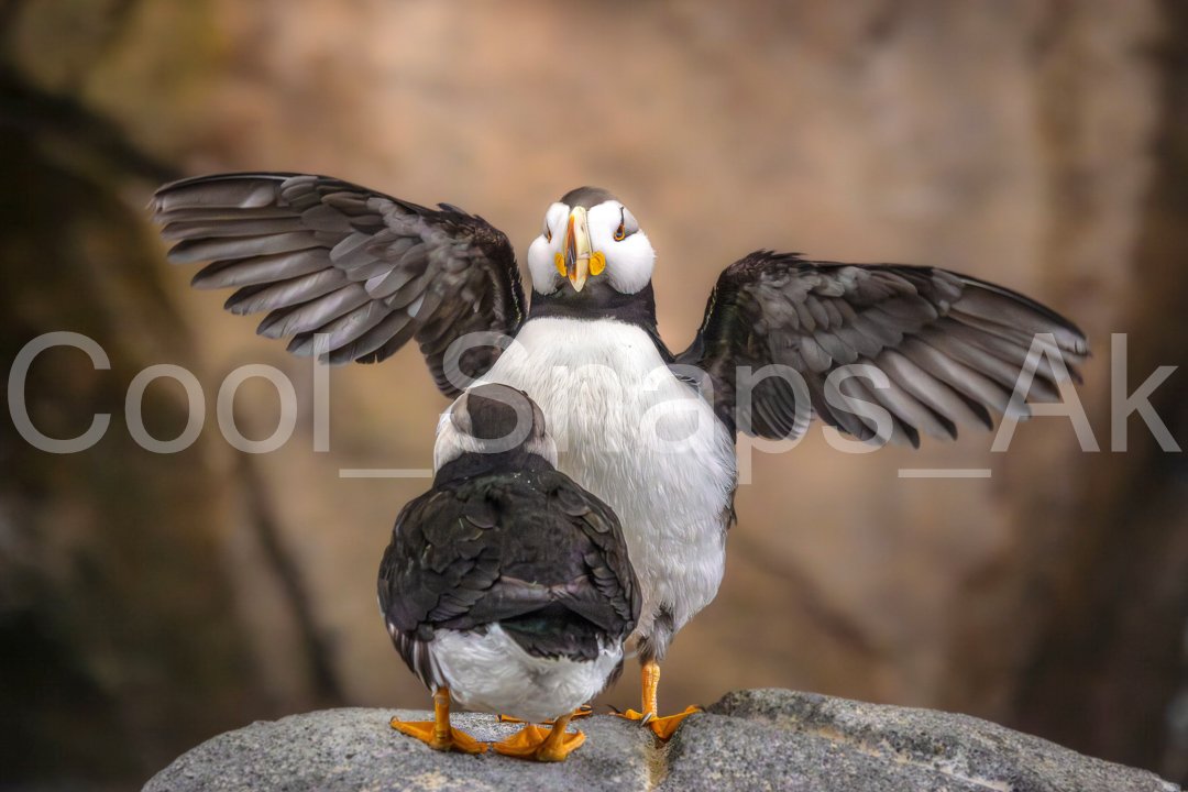 Excited Puffins