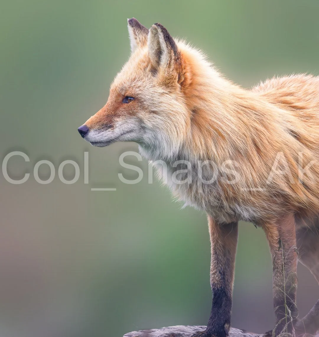 Red Fox Pose