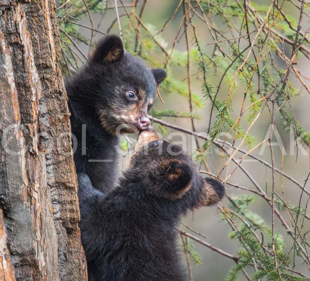 Cub Kisses