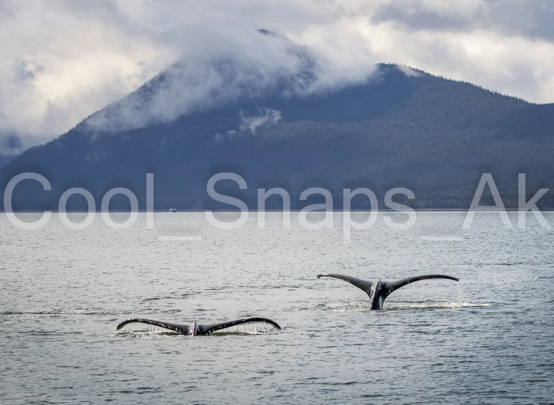 Double Humpback Whale Tale