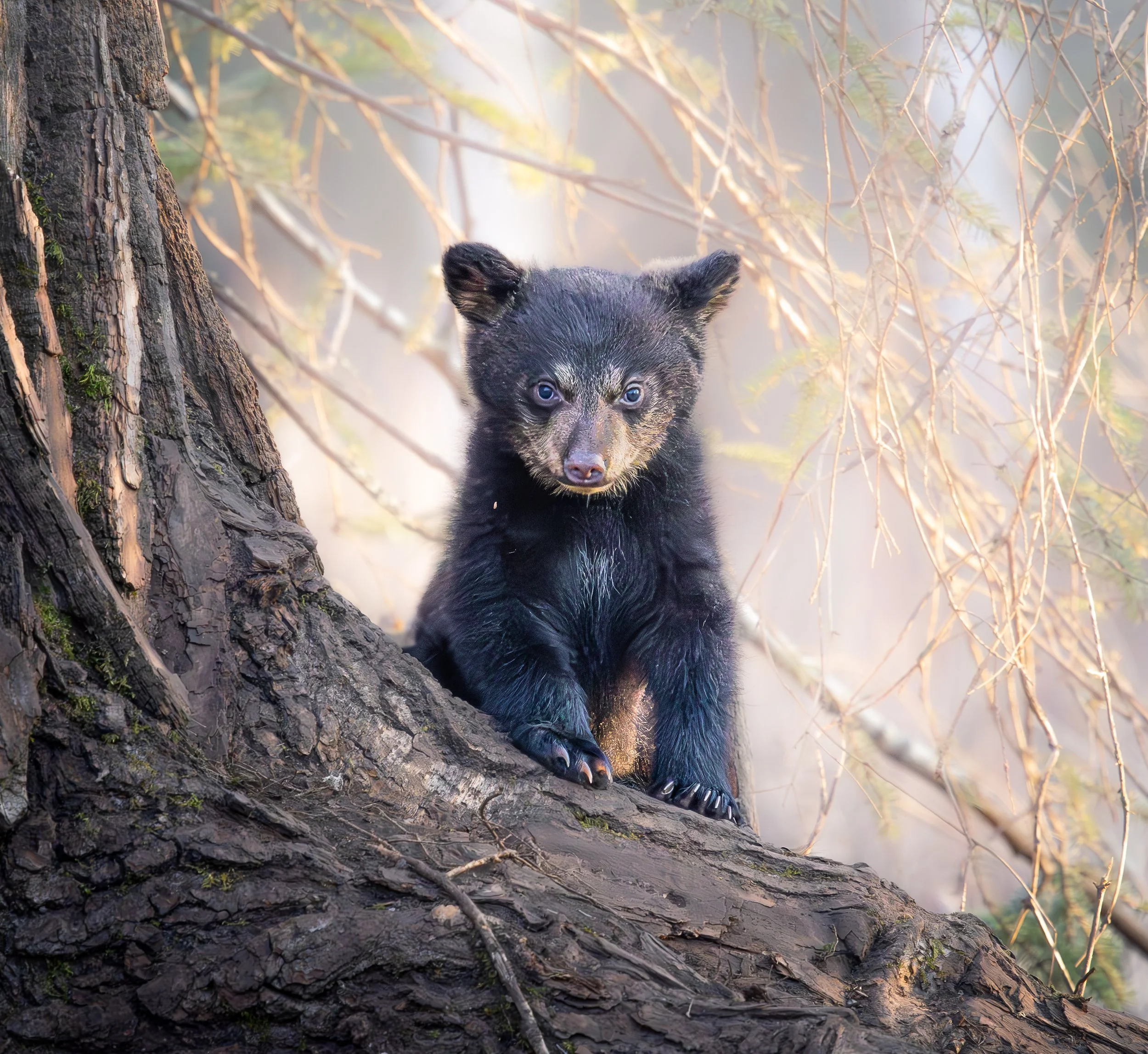 A young black bear cub with bluish eyes sitting on a large tree branch in a forest setting, with sunlight filtering through the trees in the background.