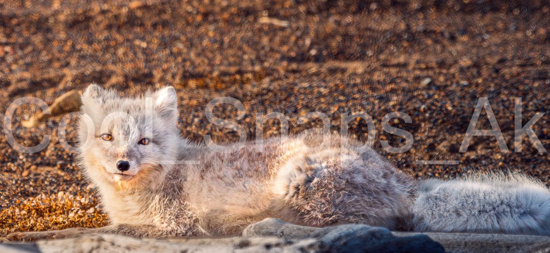 Arctic Fox