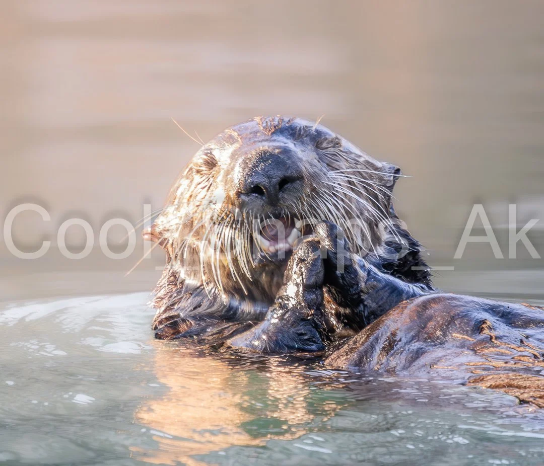 Happy Sea Otter Clapping Hands