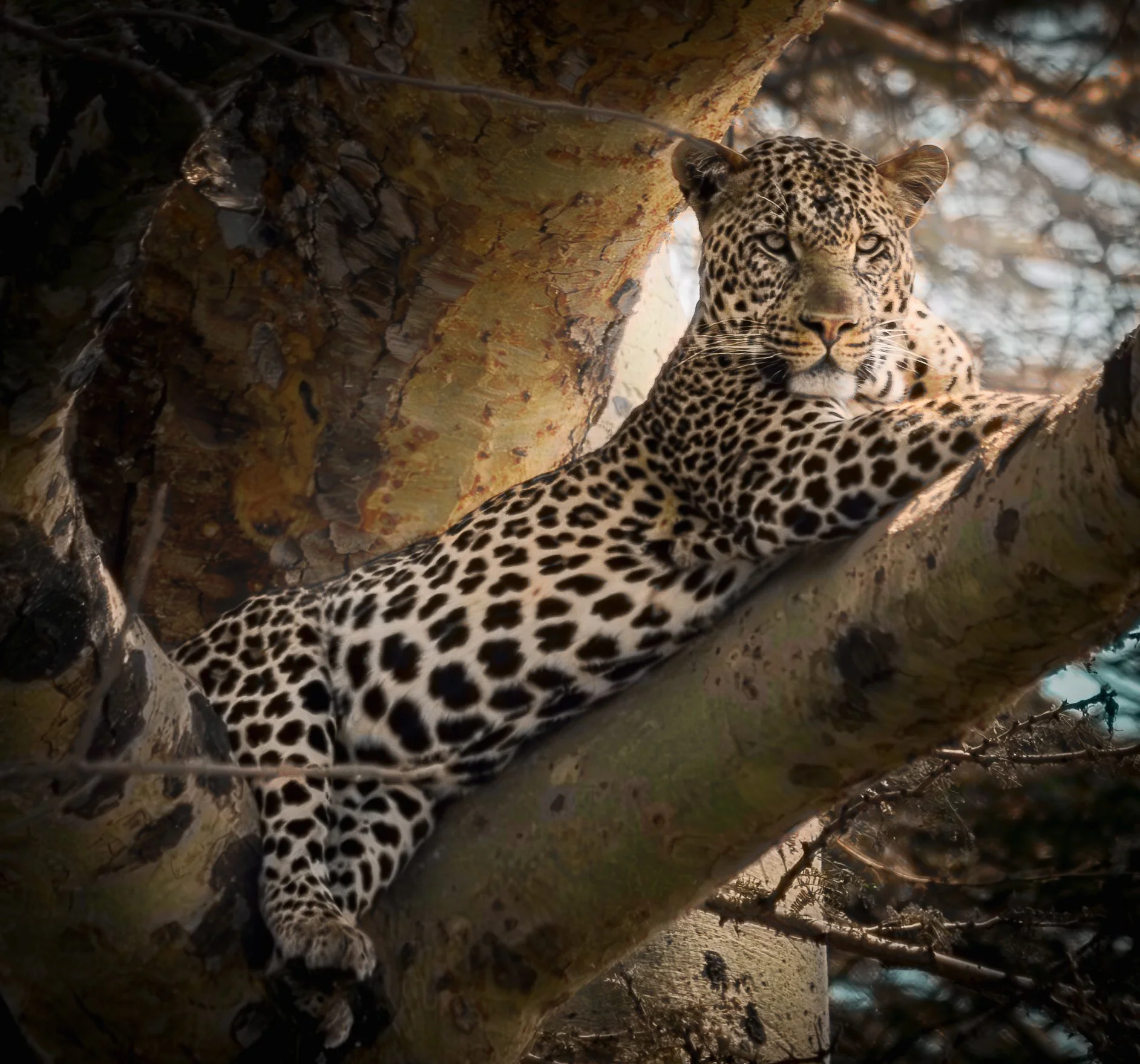 A leopard resting on a tree branch.