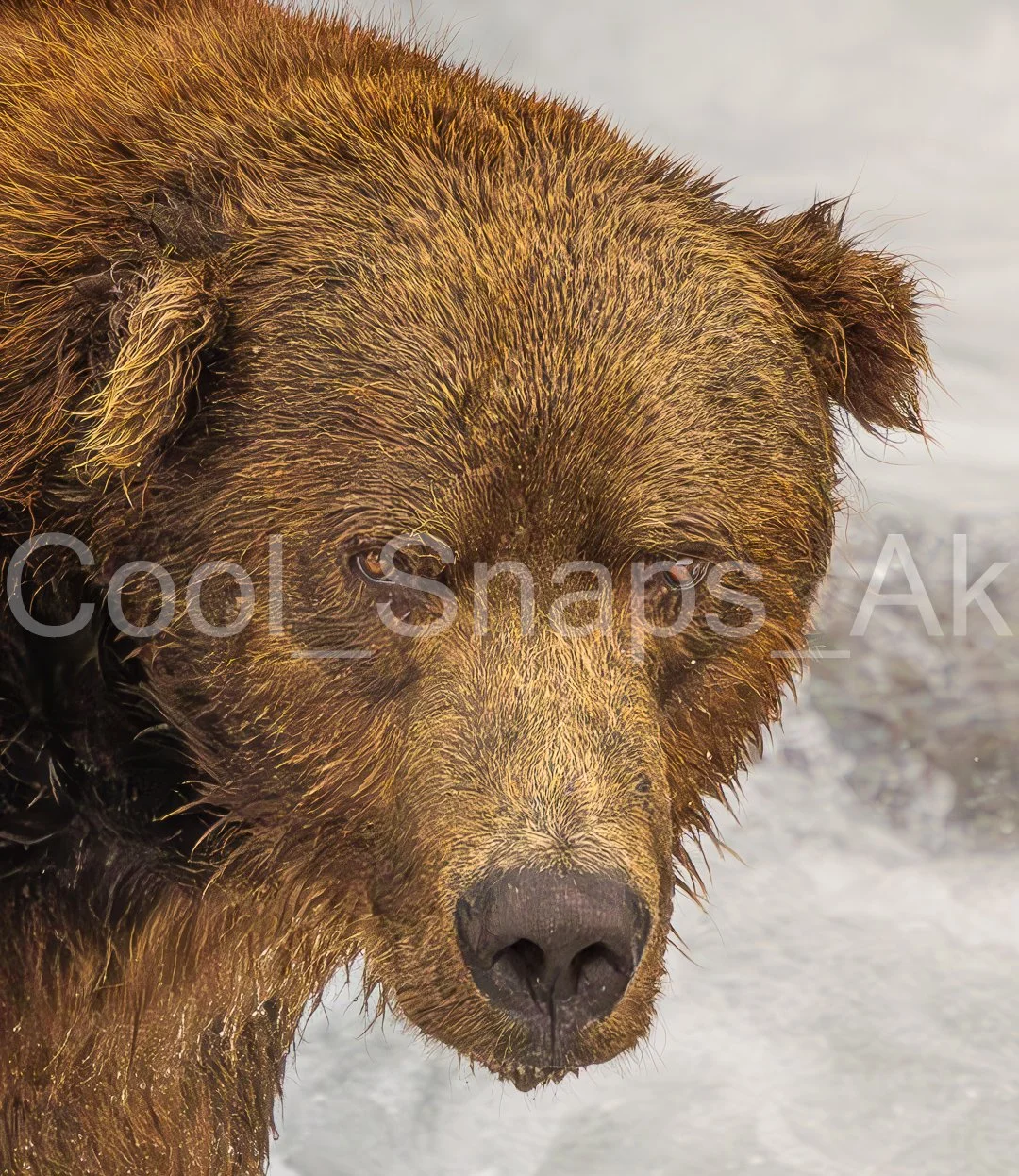 Brown Bear Stare Down