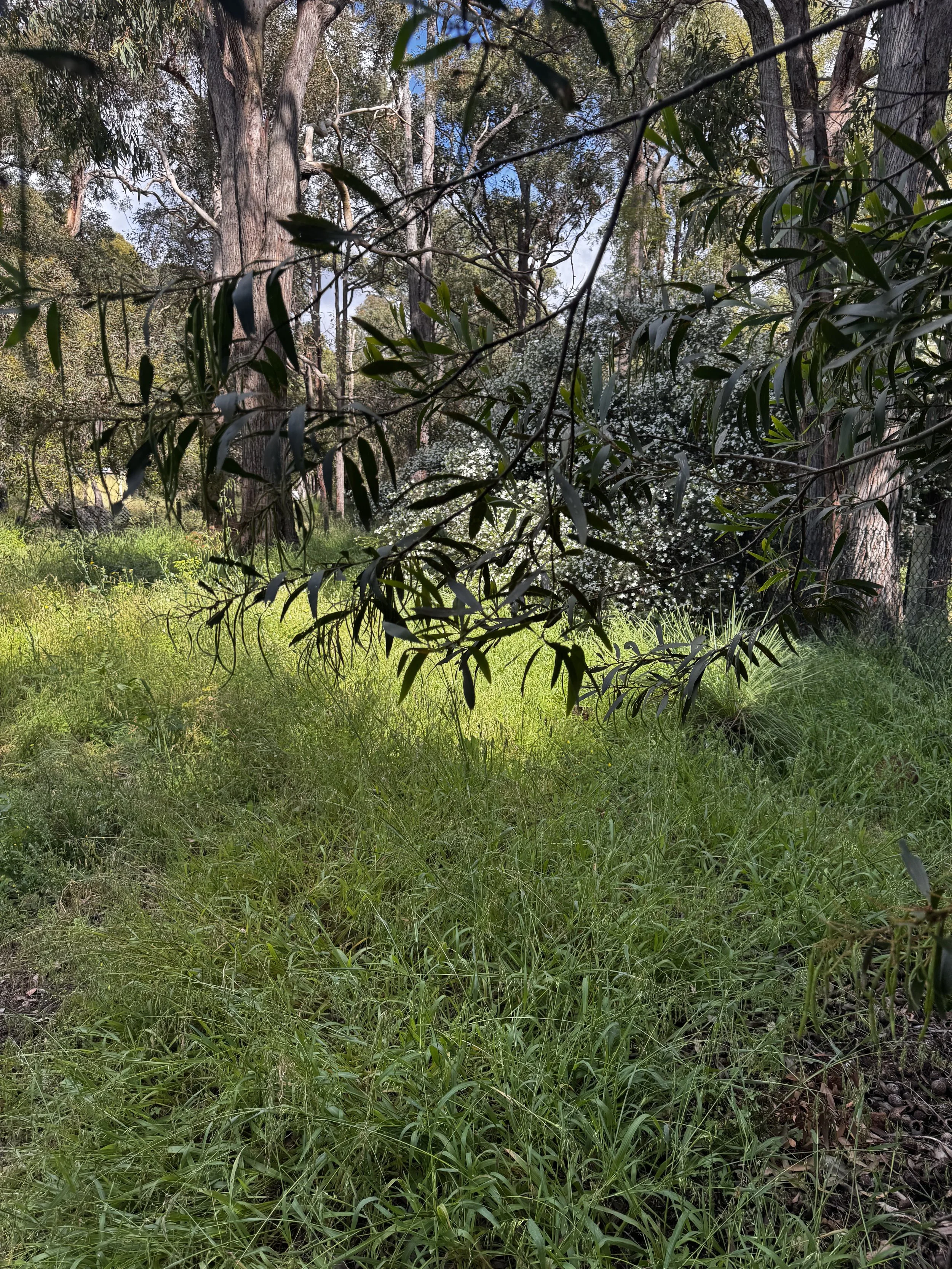 A natural scene featuring tall grass and leafy branches in the foreground, large trees with thick trunks and green leaves in the background, and a partly cloudy sky visible through the foliage.