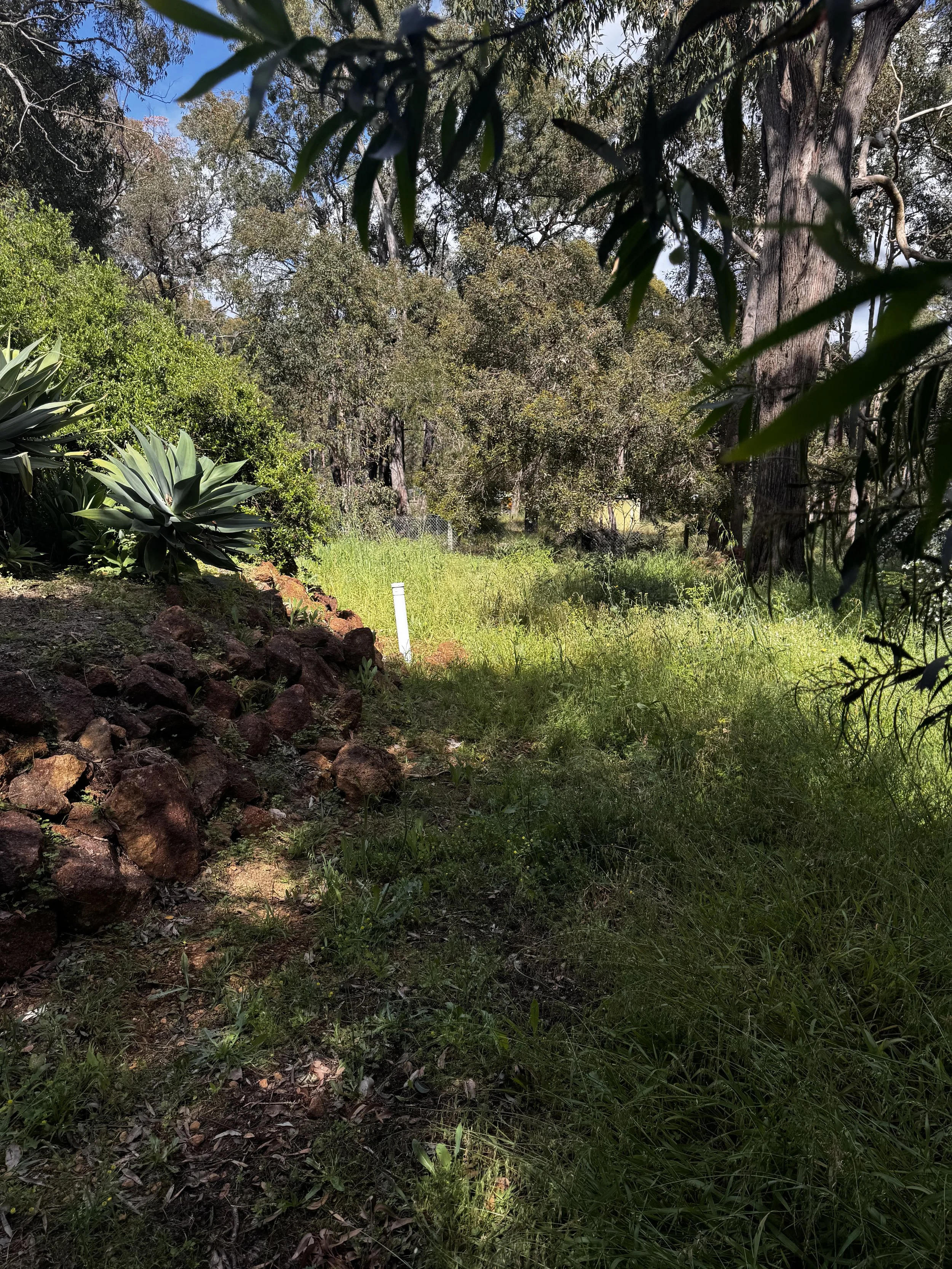 A shaded forest path with green grass and plants, large trees, and bushes along the sides, sunlight filtering through the leaves.