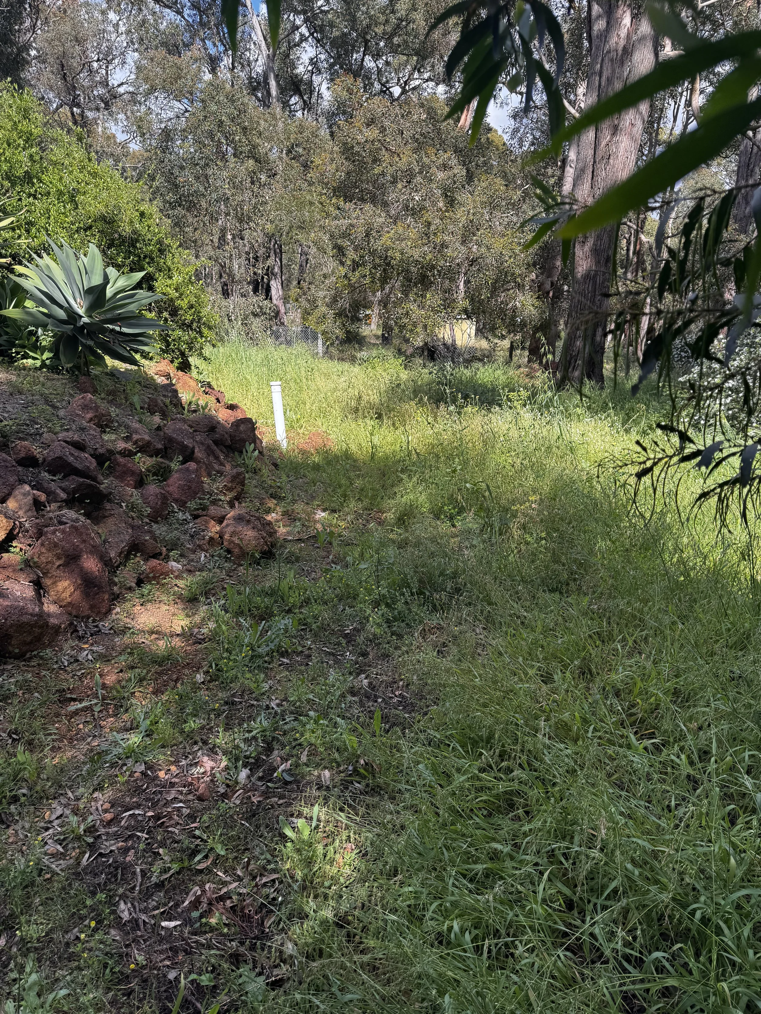 A lush green garden with grass and trees, some rocks on the left, and a white pipe sticking out of the ground near the rocks. Sunlight filters through the trees.