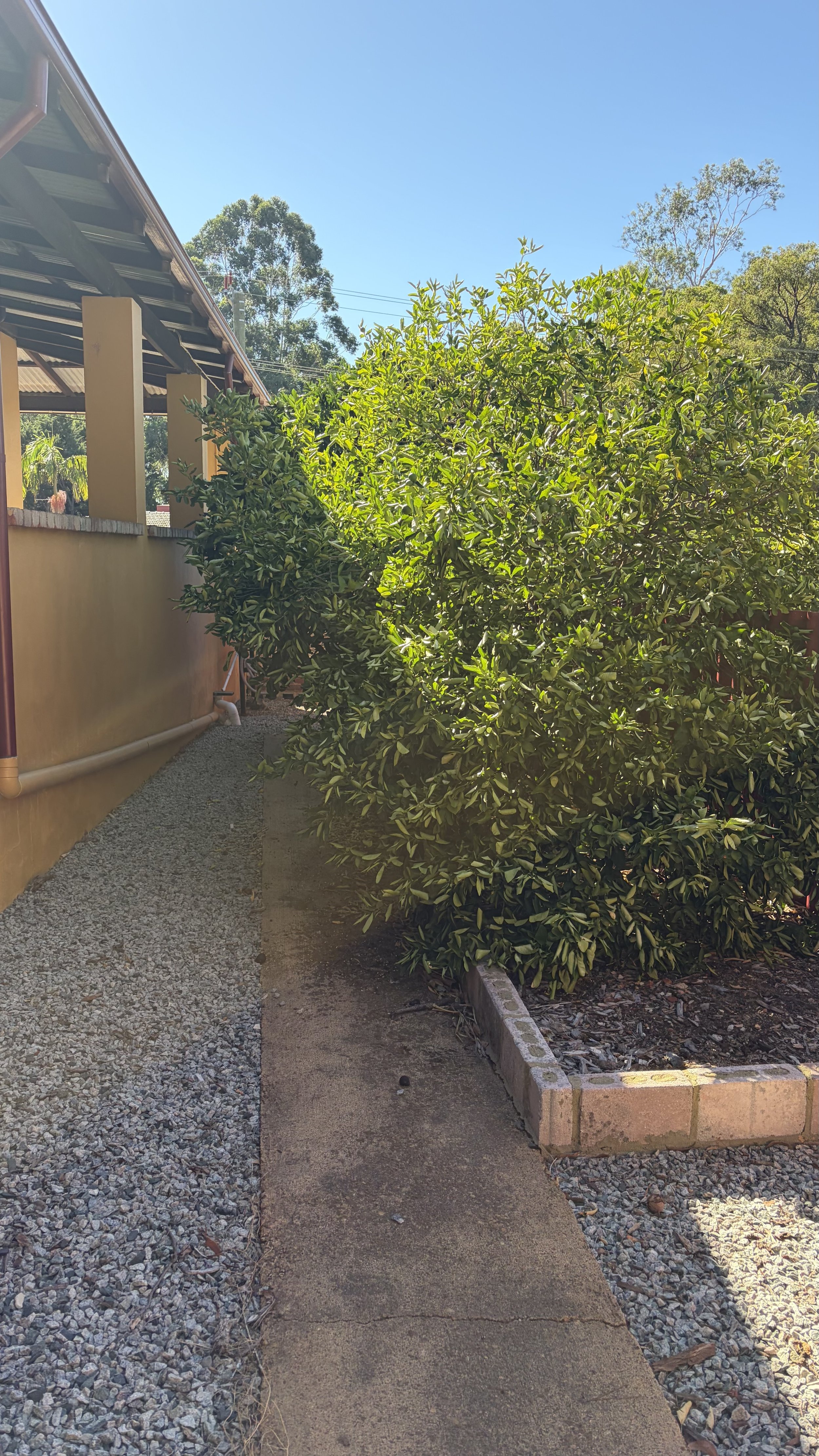 A sidewalk running alongside a yellow house with a gravel border, a large leafy green bush, and blue sky in the background.