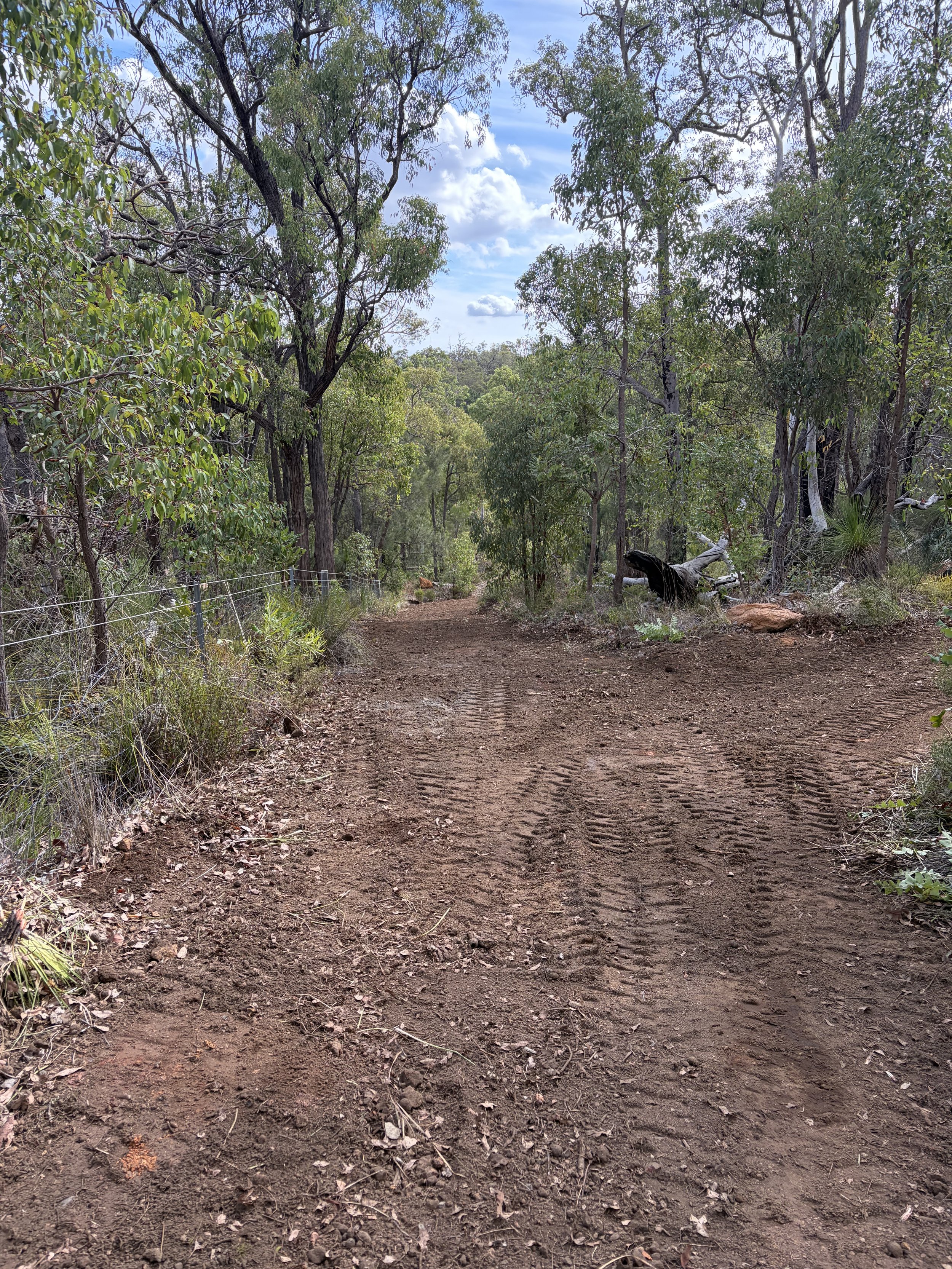 A dirt trail in a forested area with trees on both sides, some leaning and fallen, under a blue sky with clouds.