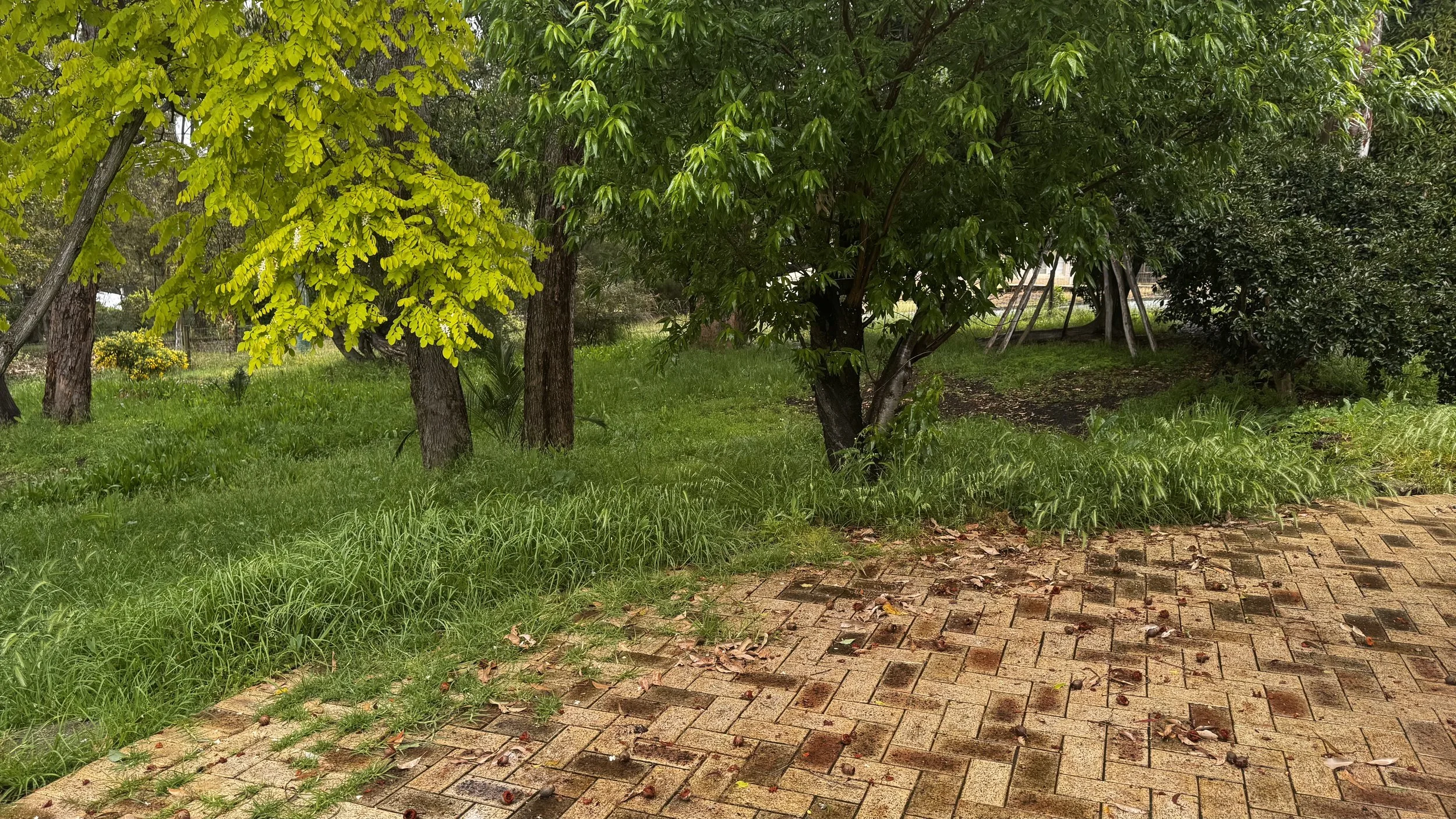 A garden scene with several trees, green grass, and a brick pathway covered with fallen leaves and small fruits.