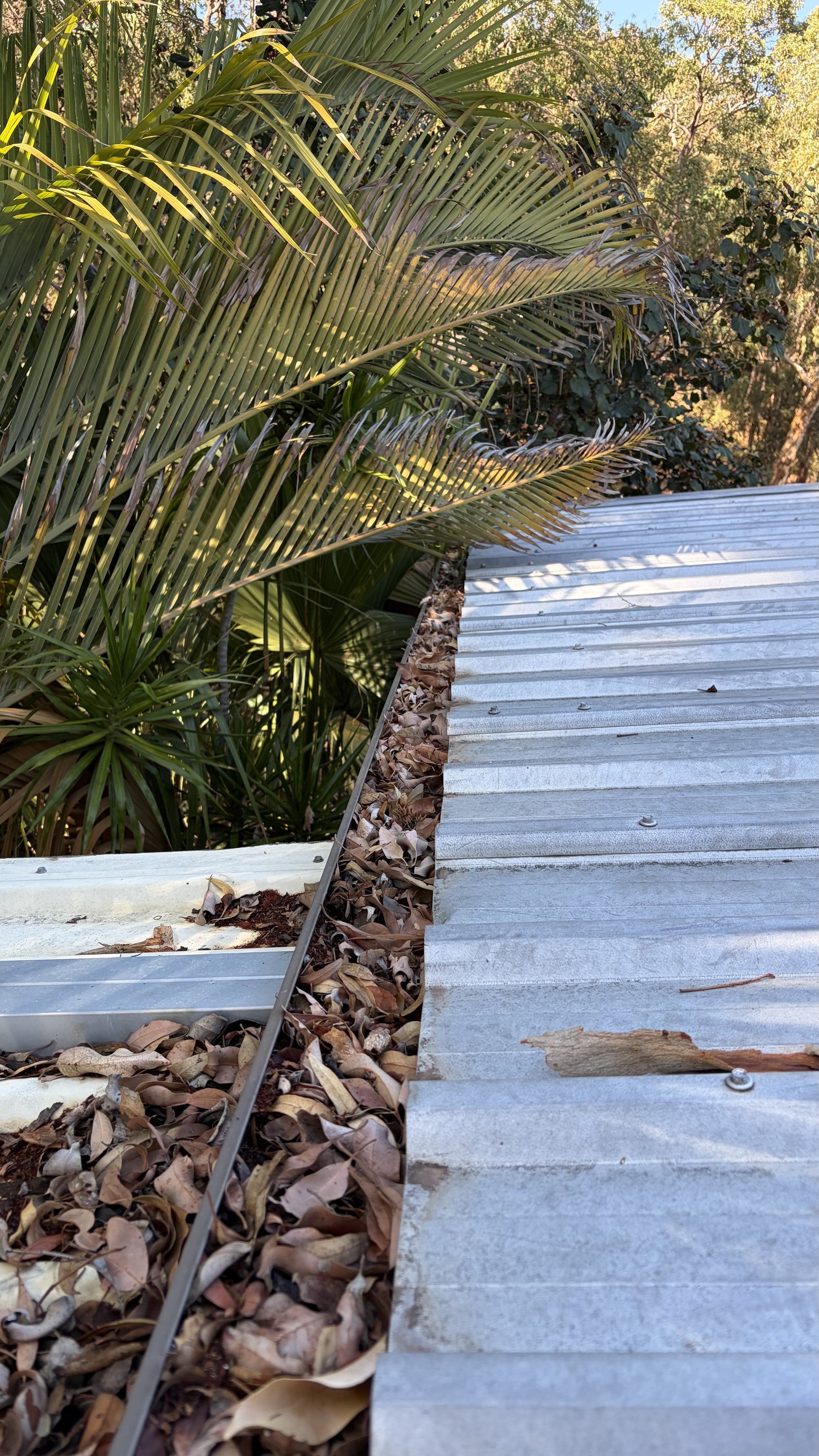 Close-up of a metal walkway with fallen leaves along the edge surrounded by tall green palm and other lush plants, with trees in the background.