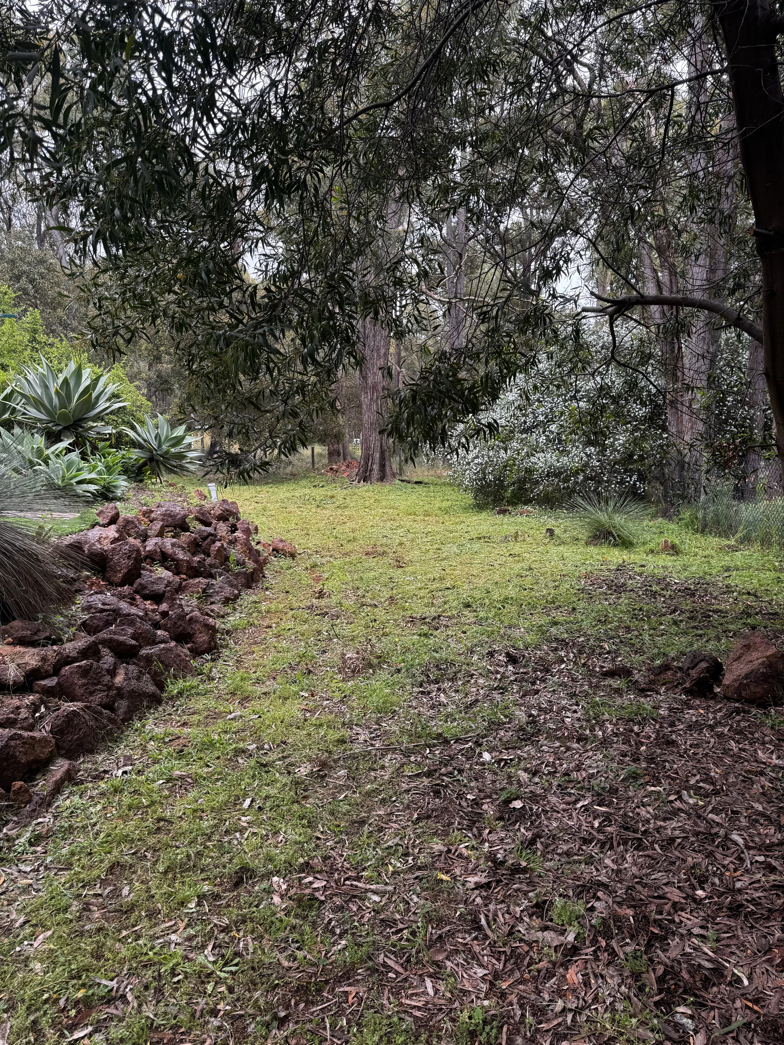 A lush, green garden path lined with large agave plants on the left and a border of rocks. Overhanging trees shade the area, creating a serene and natural atmosphere.