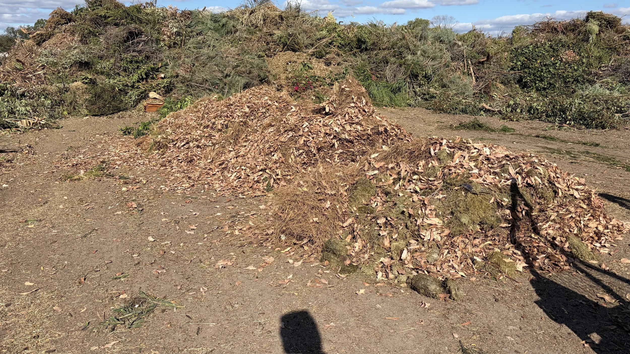 Pile of dry leaves, twigs, and small branches on dirt ground with a background of more plant debris and bushes.